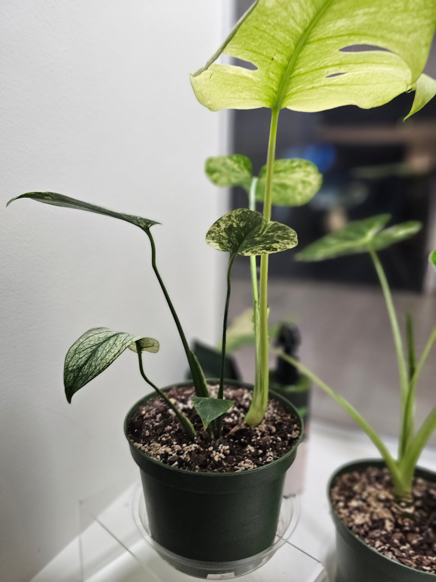 Monstera White Monstera in 6" pot