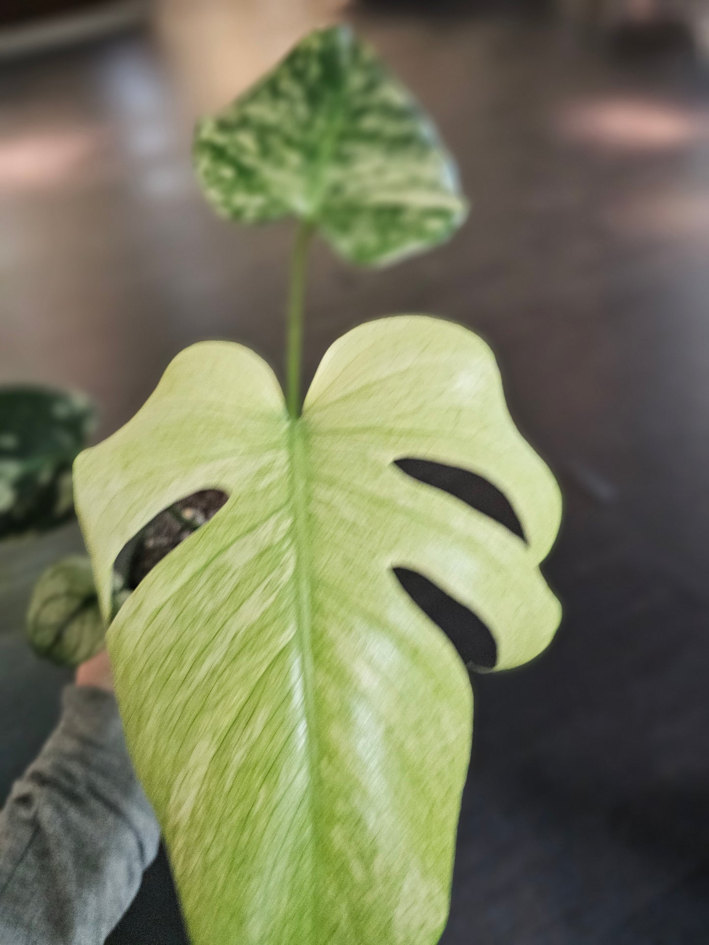Monstera White Monstera in 6" pot