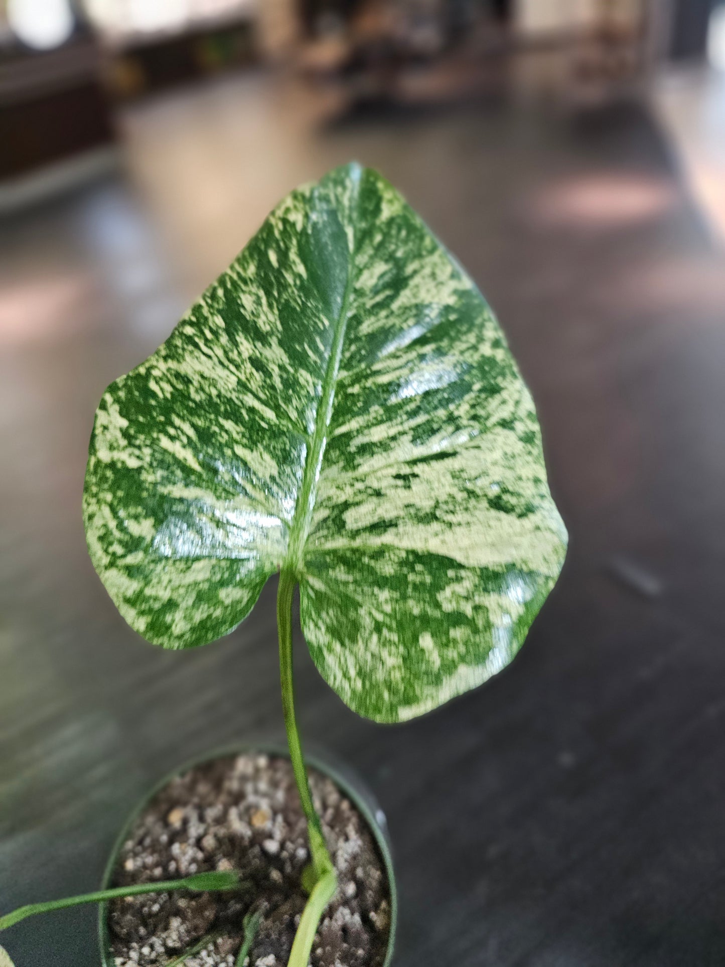 Monstera White Monstera in 6" pot