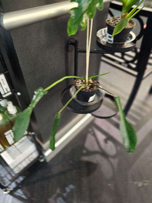 Philodendron Joepii in 4"pot