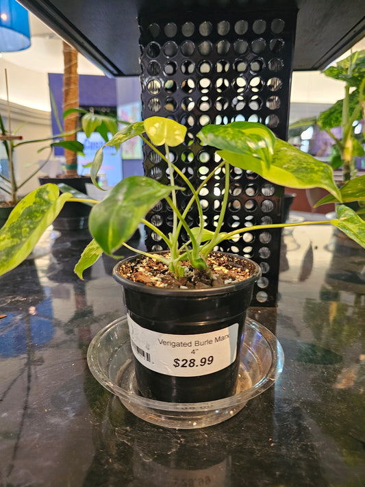 Philodendron Burle Marx variegated