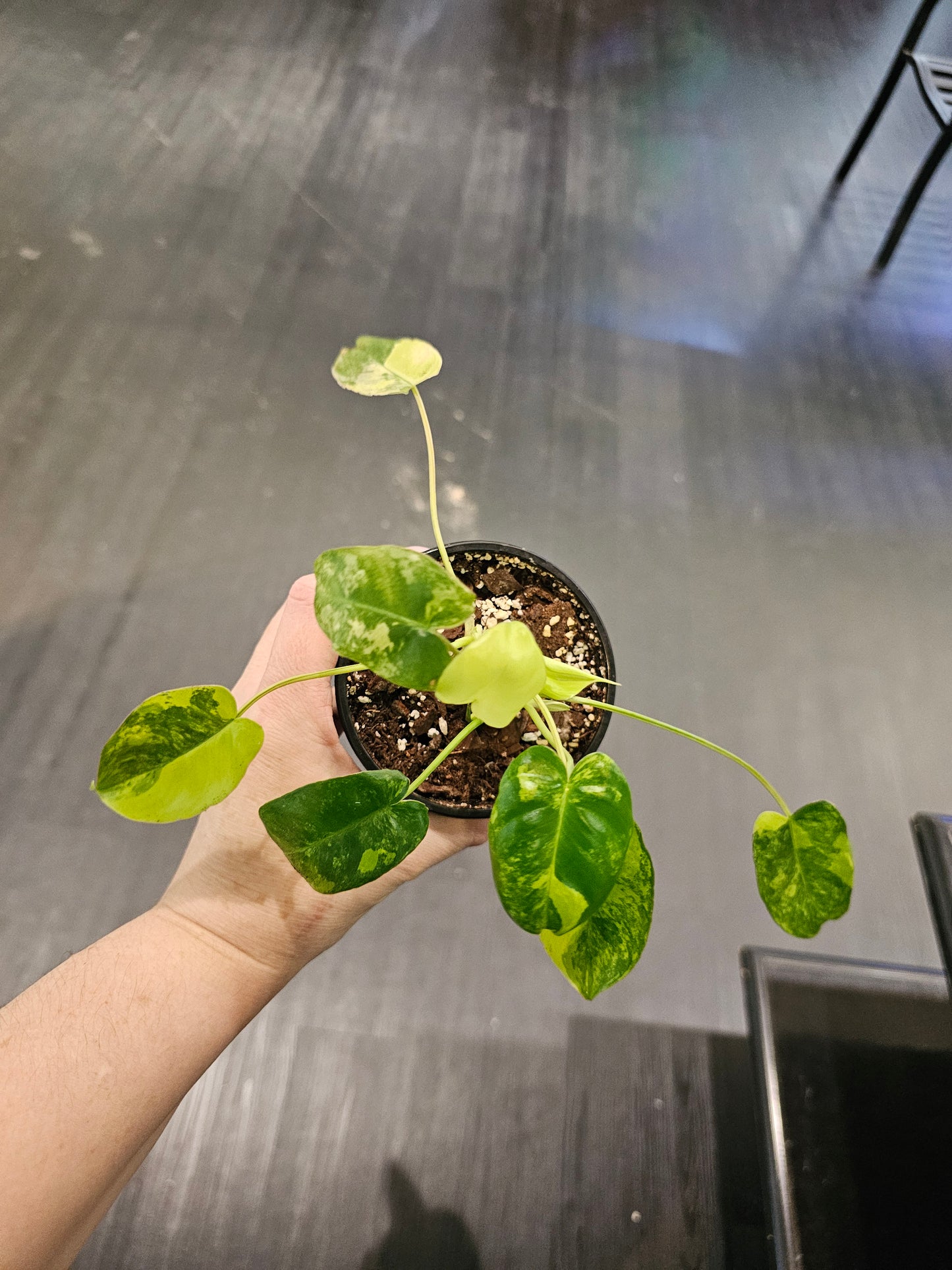 Philodendron Burle Marx variegated