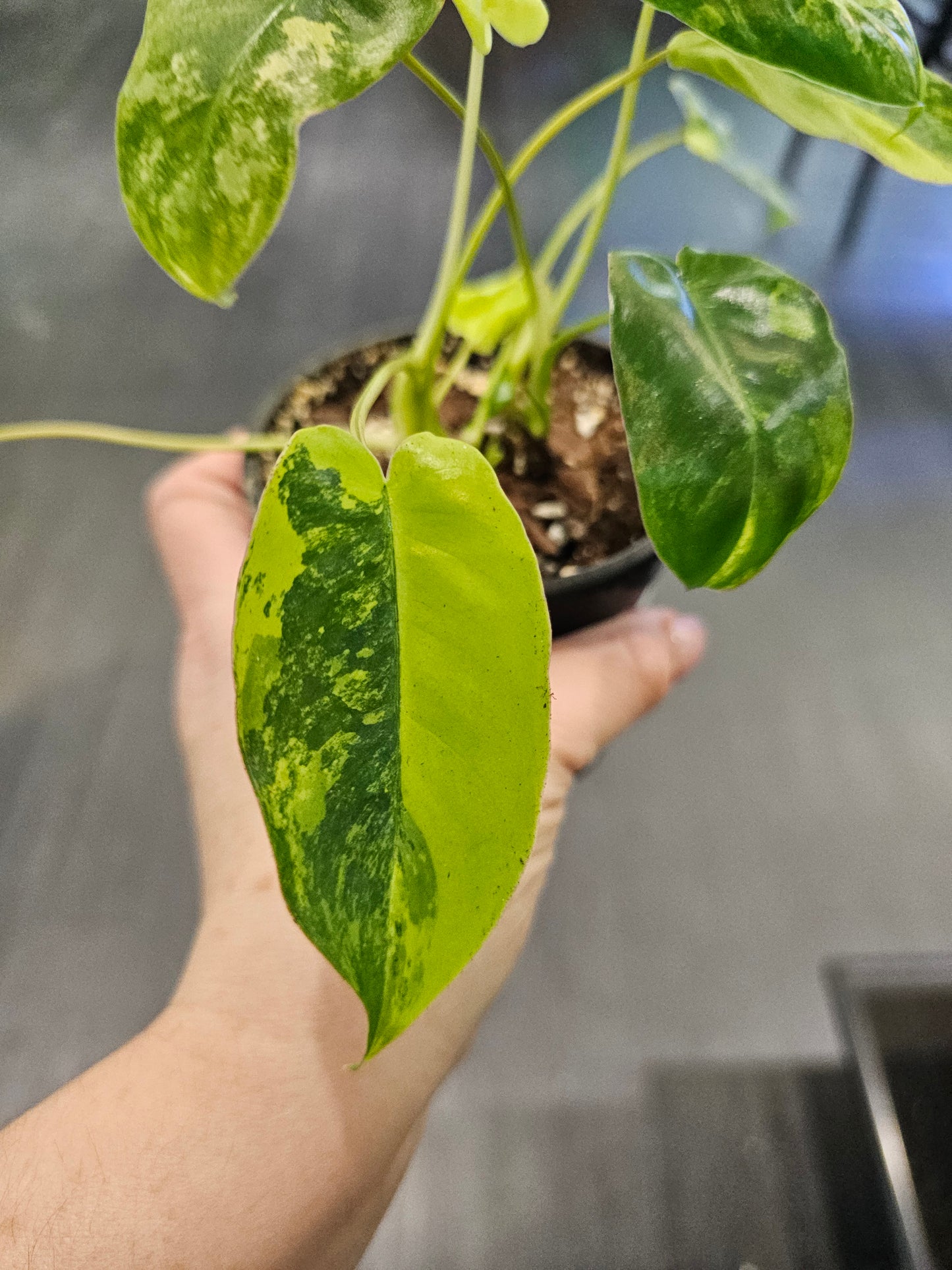 Philodendron Burle Marx variegated