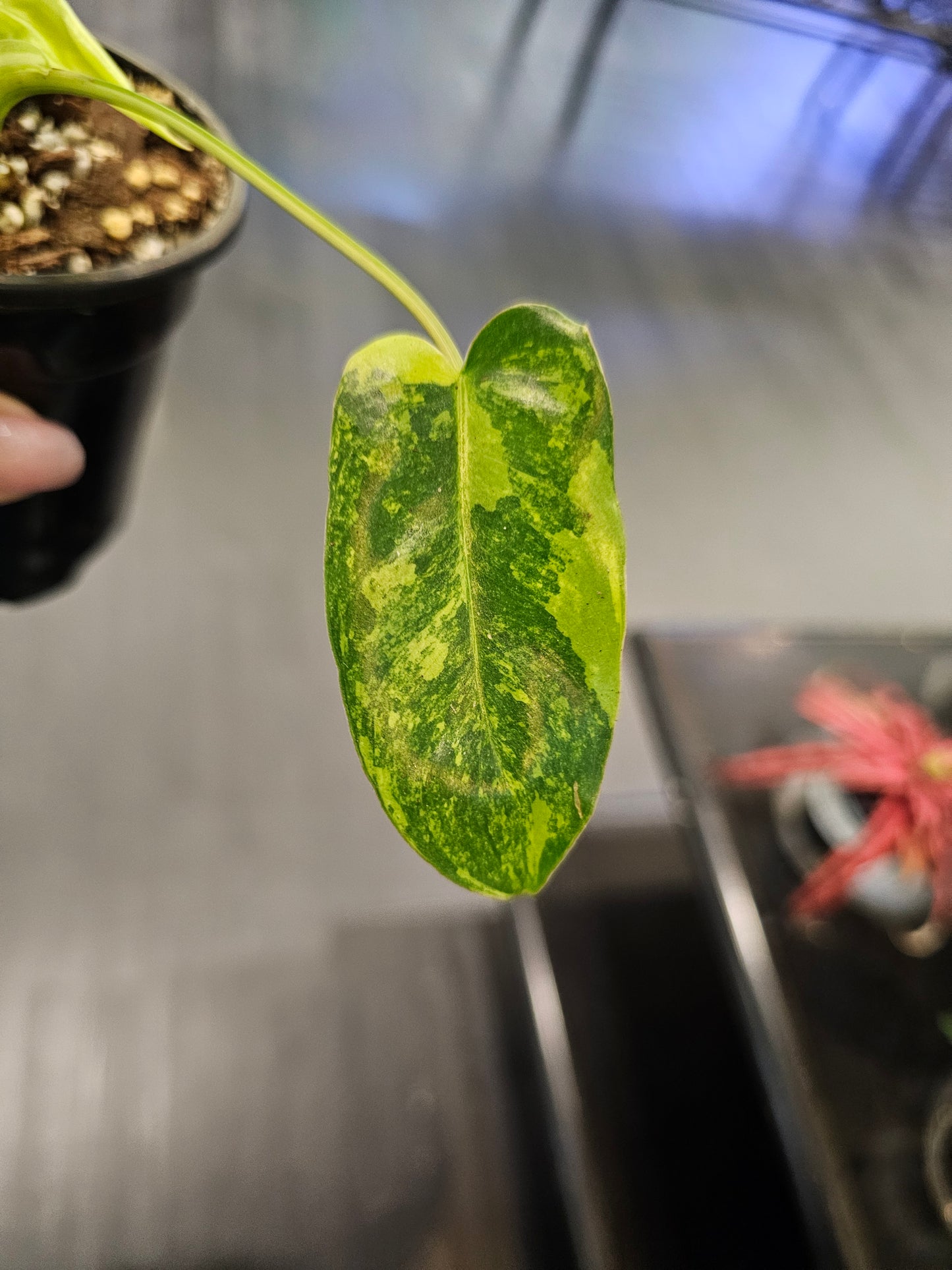 Philodendron Burle Marx variegated