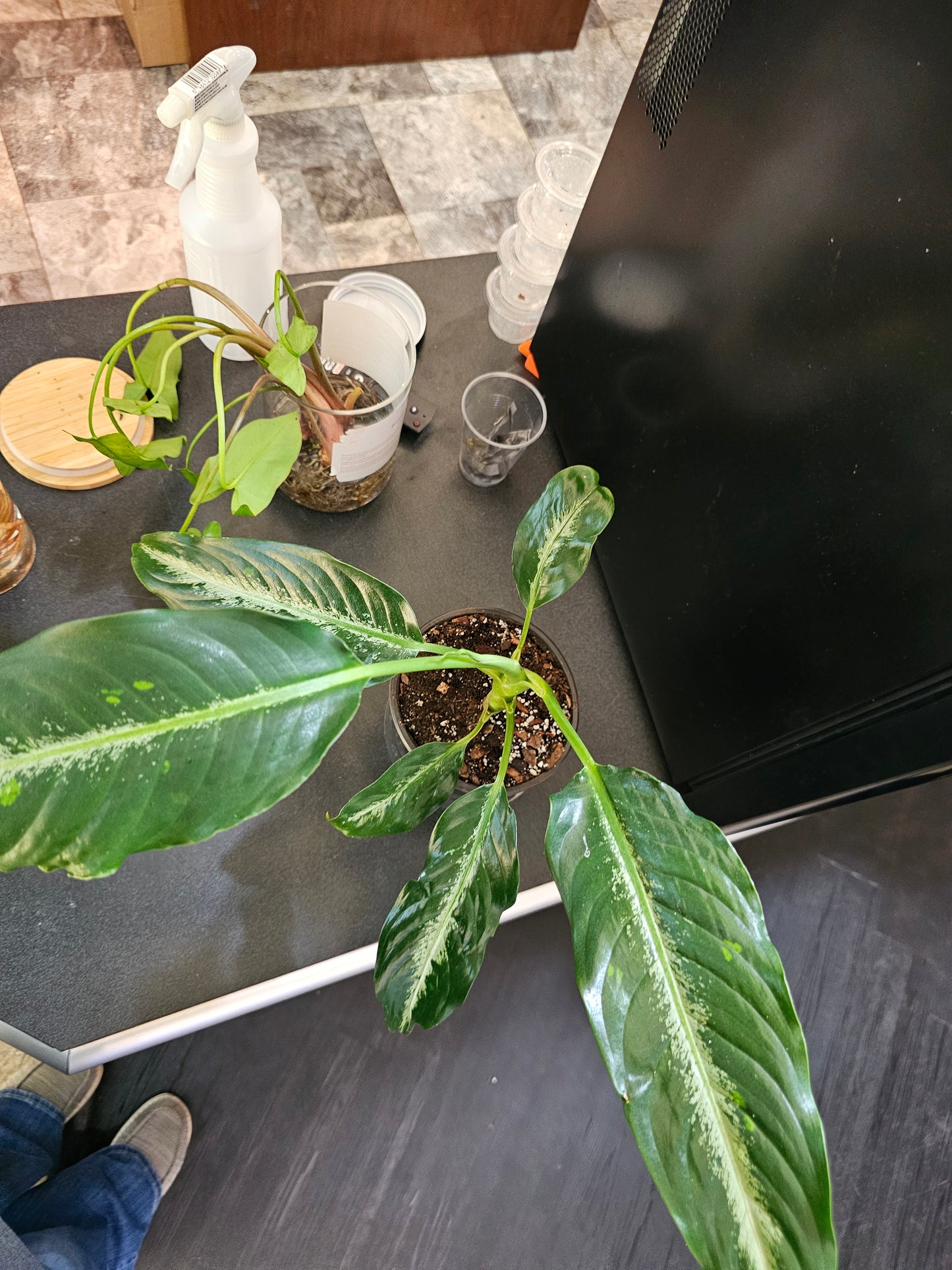 Diffenbachia Panther