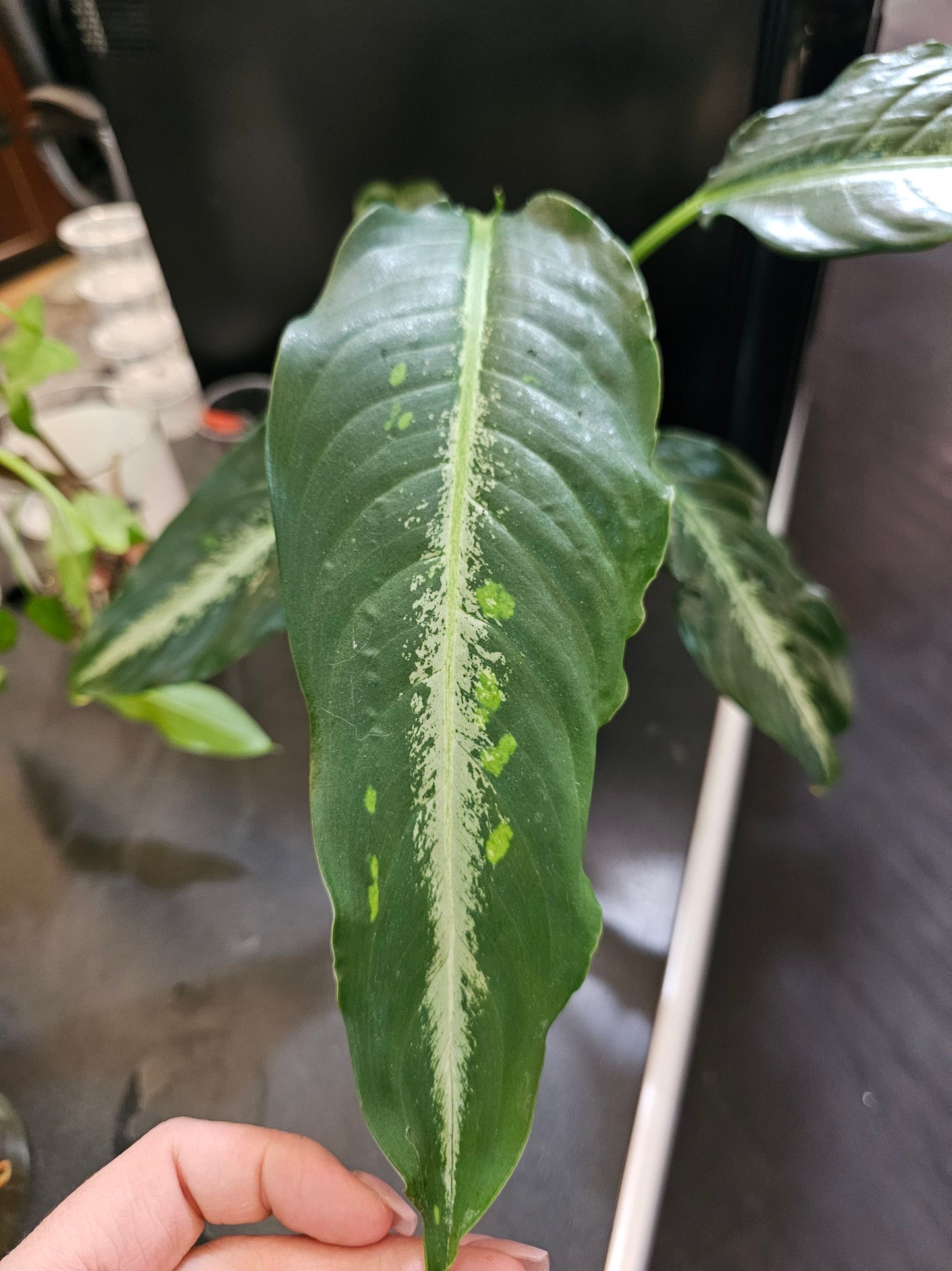 Diffenbachia Panther