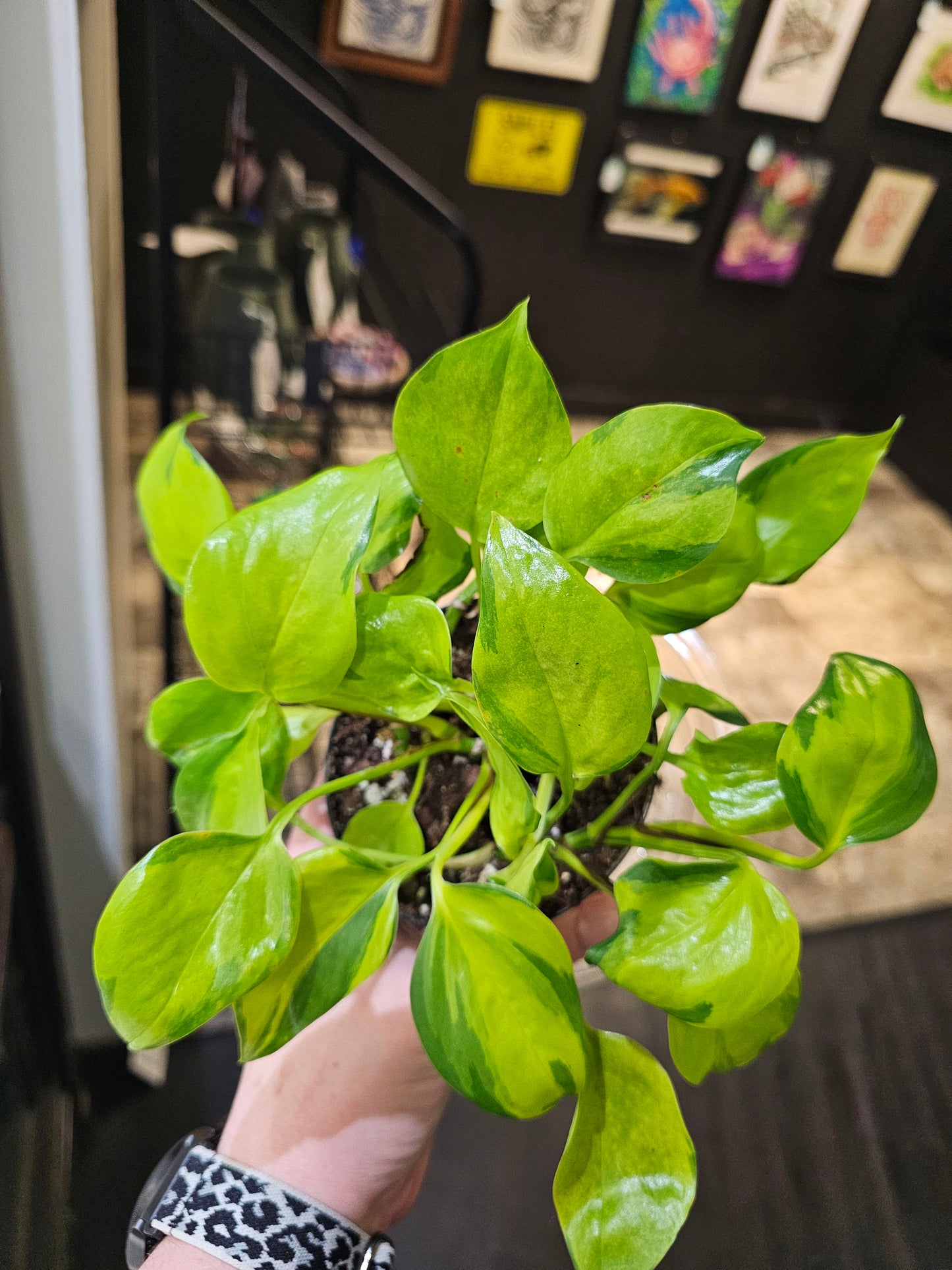 Epipremnum Neon Njoy in 4" pot