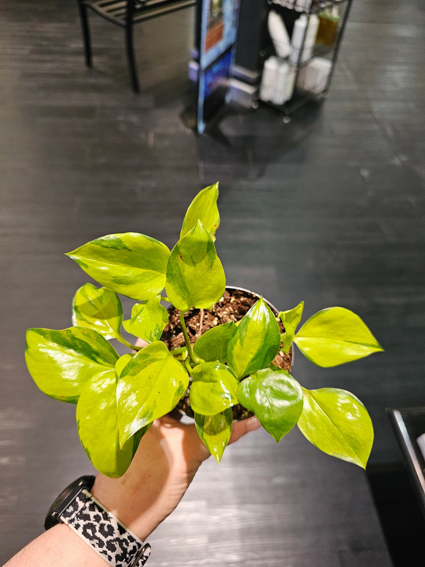 Epipremnum Neon Njoy in 4" pot