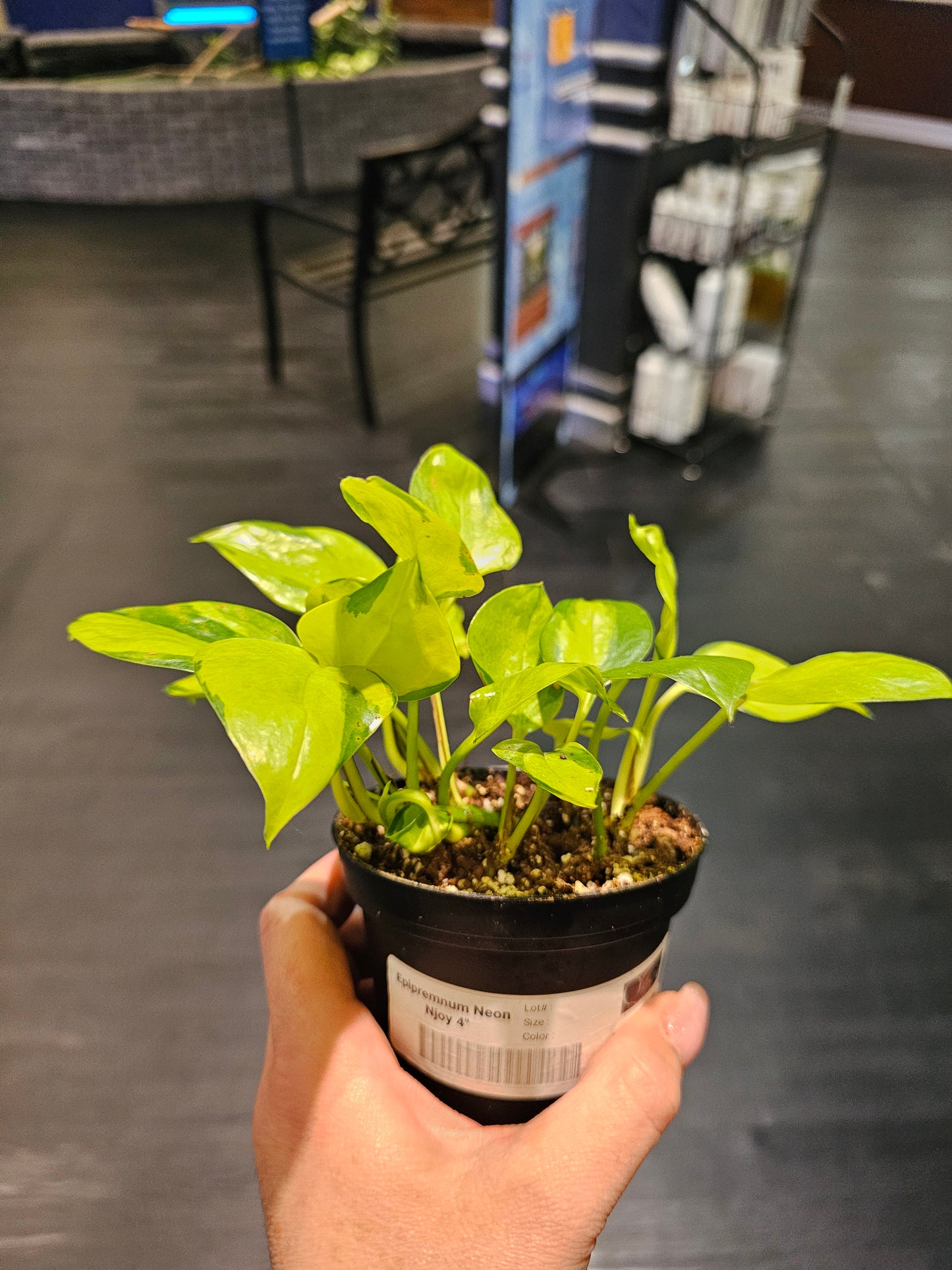 Epipremnum Neon Njoy in 4" pot