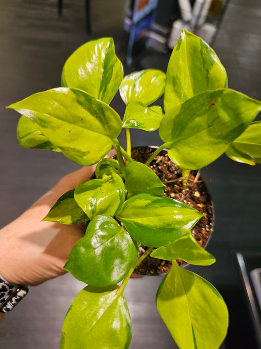 Epipremnum Neon Njoy in 4" pot