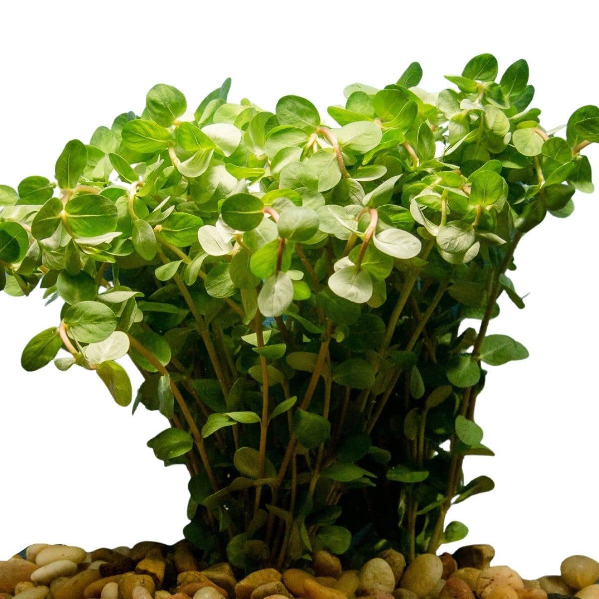 Rotala Indica Bunch Plant Potted