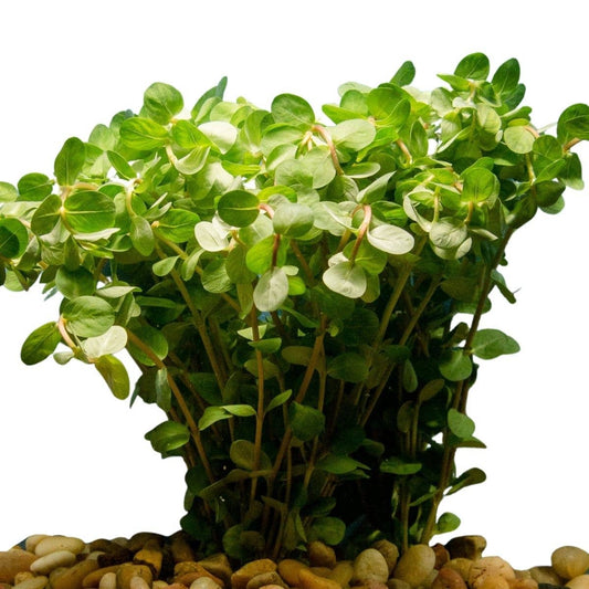 Rotala Indica Bunch Plant Potted
