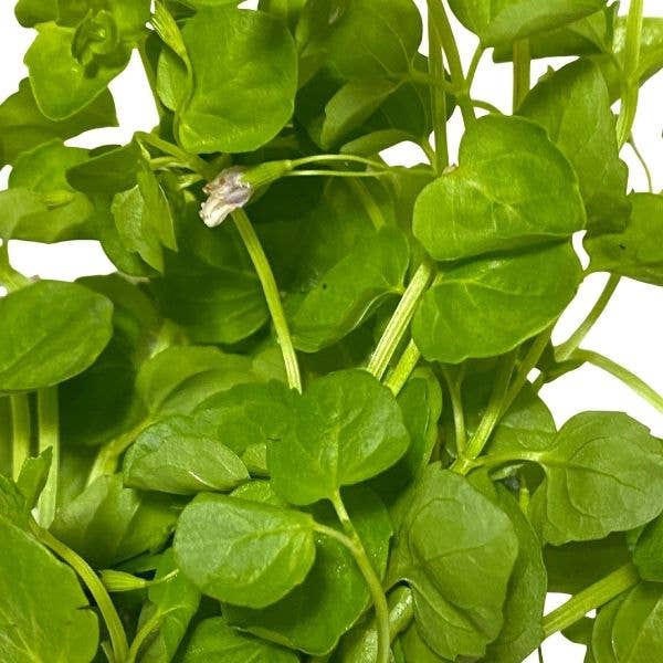 Mint Charlie Bunch Plant Potted