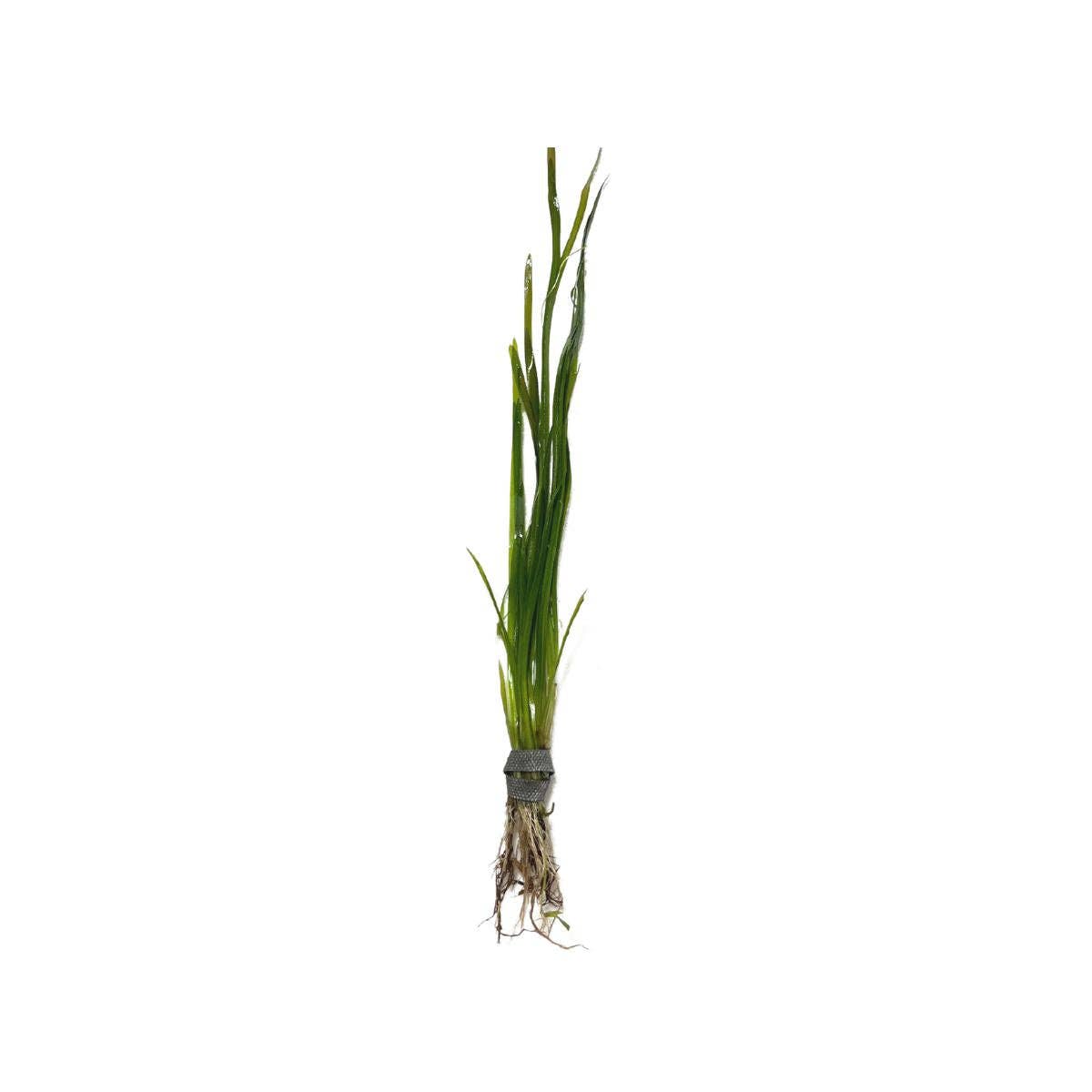 Vallisneria Italian: Potted