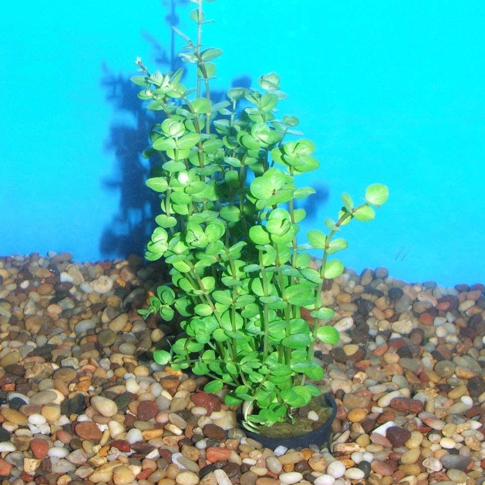 Rotala Indica Bunch Plant Potted