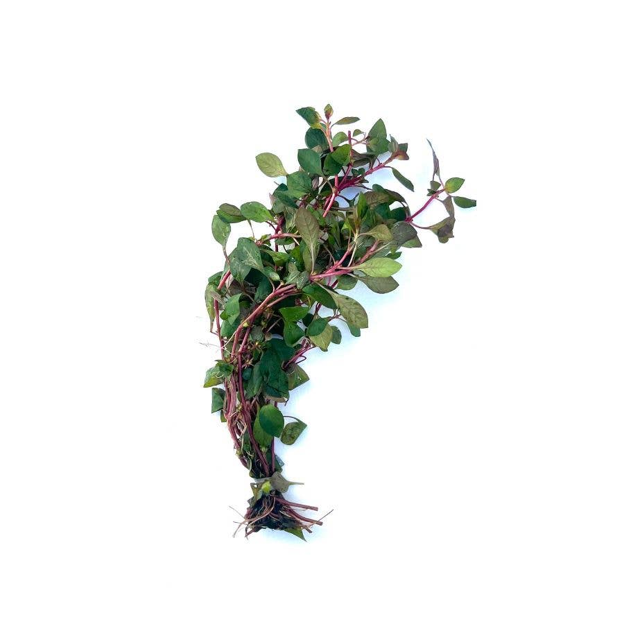 Ludwigia sp. Super Red: Potted