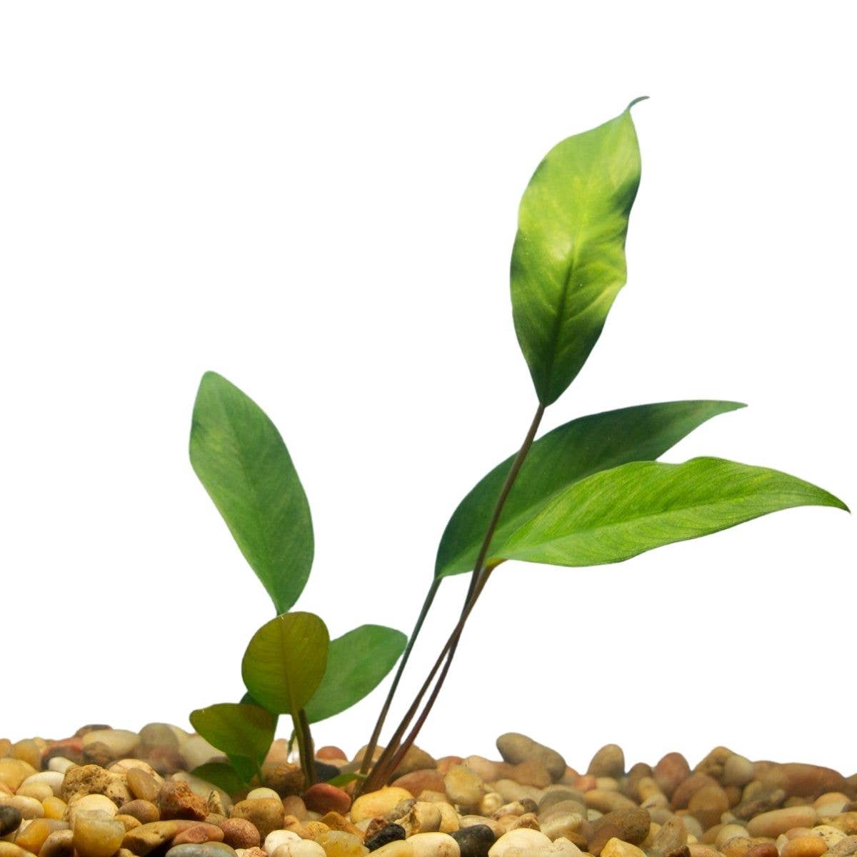 Anubias Frazeri: Potted