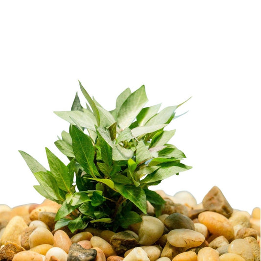 Hygrophila corymbosa v. Compacta Potted Plant