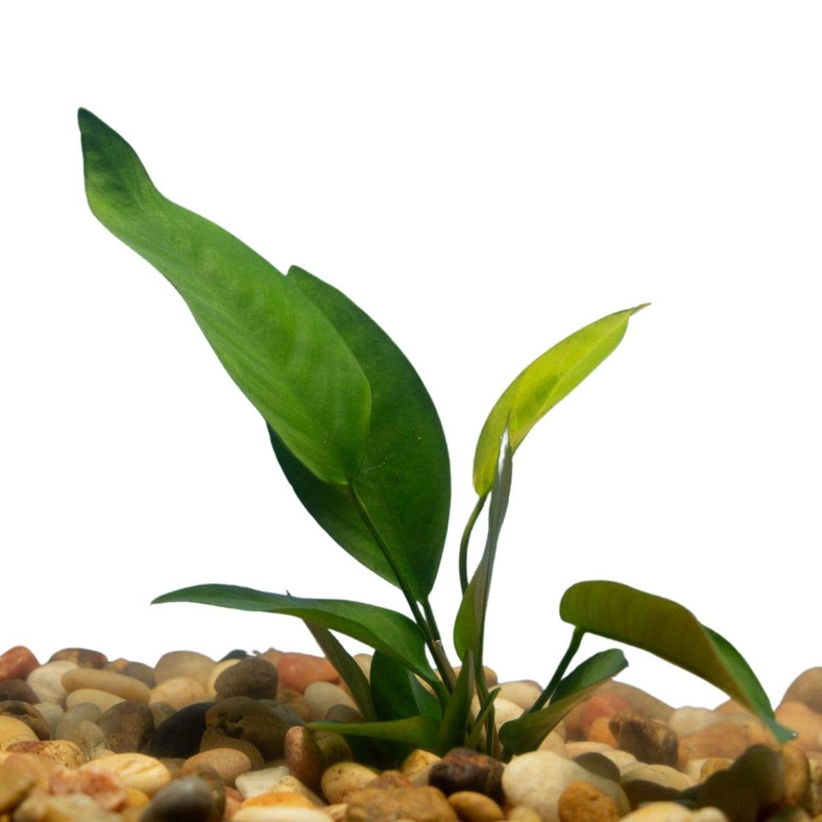 Anubias Nangi: Medium Bare Root