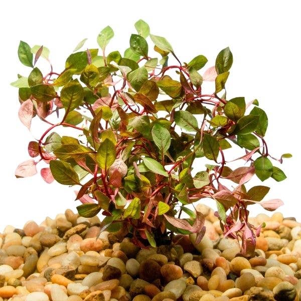 Ludwigia sp. Super Red: Potted