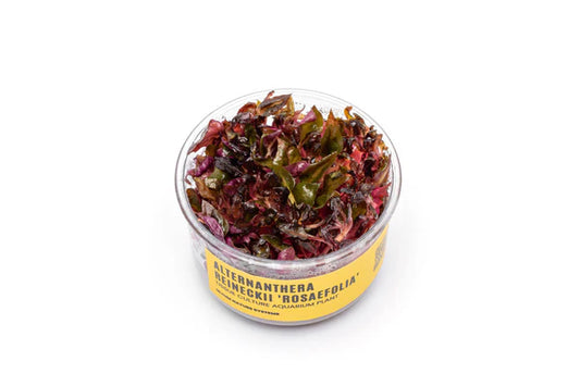 Alternanthera Reineckii 'Rosaefolia' Tissue Culture