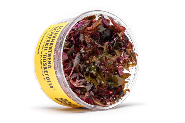 Alternanthera Reineckii 'Rosaefolia' Tissue Culture