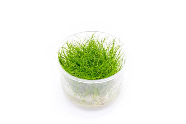 Eleocharis Parvulus 'Mini" Tissue Culture (Dwarf Hair Grass)