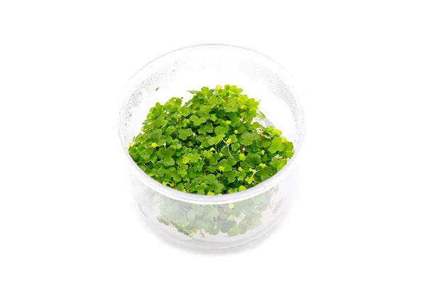 Hydrocotyle Tripartita Tissue Culture