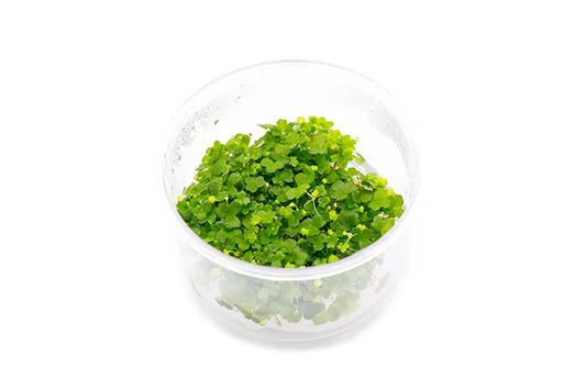 Hydrocotyle Tripartita Tissue Culture
