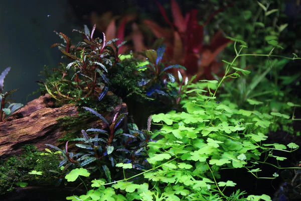 Hydrocotyle Tripartita Tissue Culture