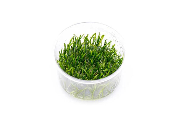 Lilaeopsis Nova Tissue Culture