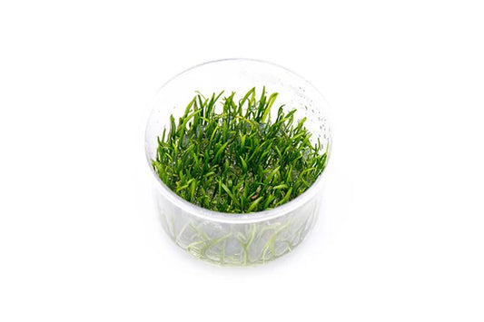 Lilaeopsis Nova Tissue Culture