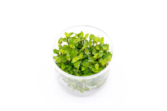 Staurogyne Repens Tissue Culture