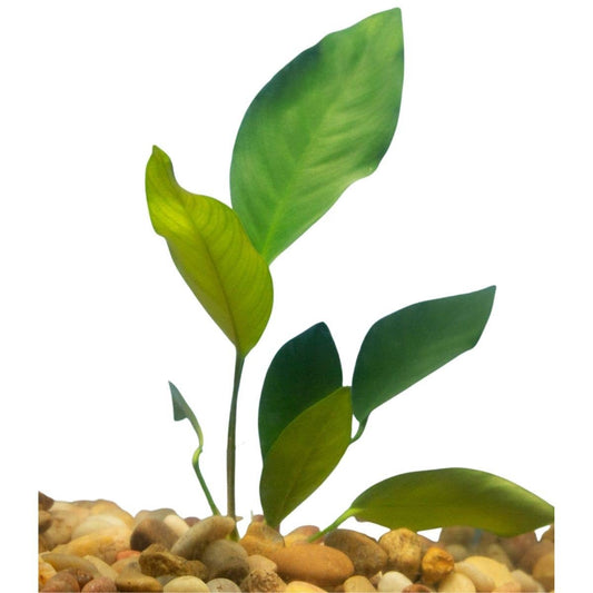 Anubias Nancon: Medium Bare Root
