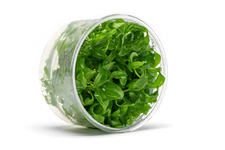 Aglaonema Simplex Tissue Culture