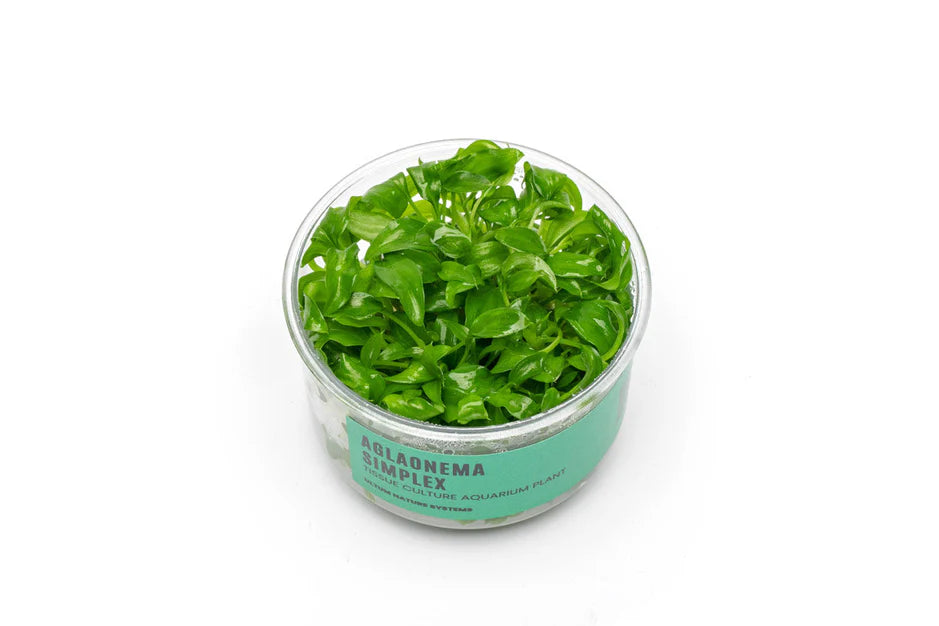 Aglaonema Simplex Tissue Culture