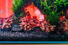 Alternanthera Reineckii 'Mini' Tissue Culture