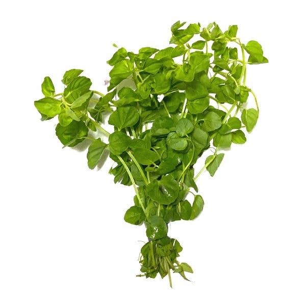 Mint Charlie Bunch Plant Potted