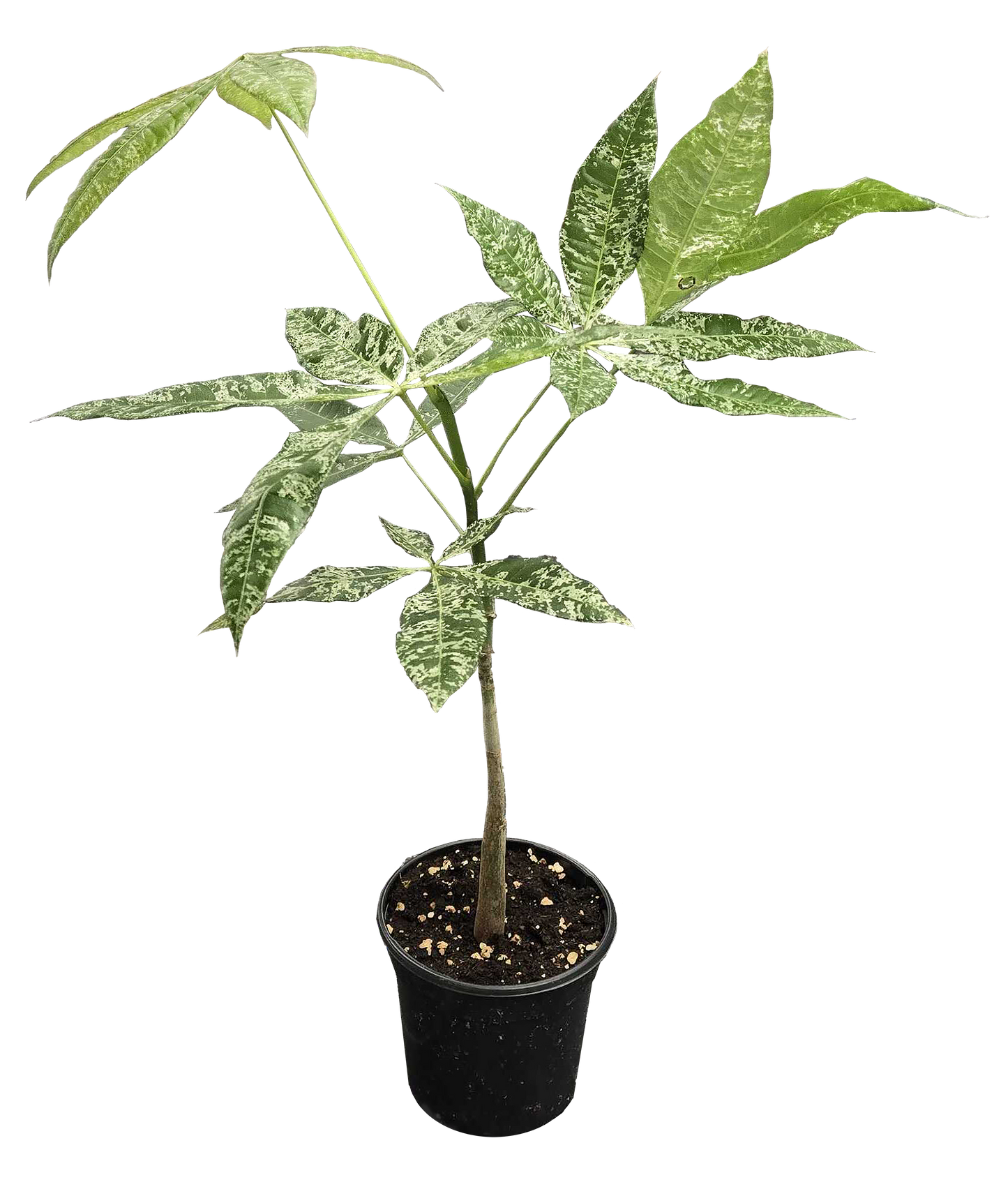 Pachira Money Tree Variegated 4 inch Grower Pot