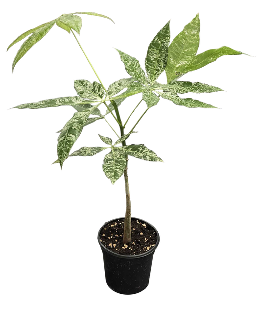 Pachira Money Tree Variegated 4 inch Grower Pot