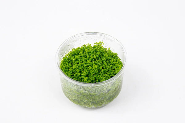 Hemianthus Callitrichoides 'Cuba' (Dwarf Baby Tears) Tissue Culture