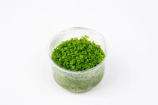 Hemianthus Callitrichoides 'Cuba' (Dwarf Baby Tears) Tissue Culture