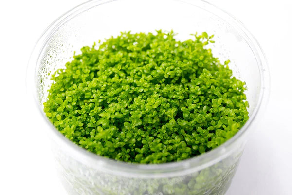 Hemianthus Callitrichoides 'Cuba' (Dwarf Baby Tears) Tissue Culture