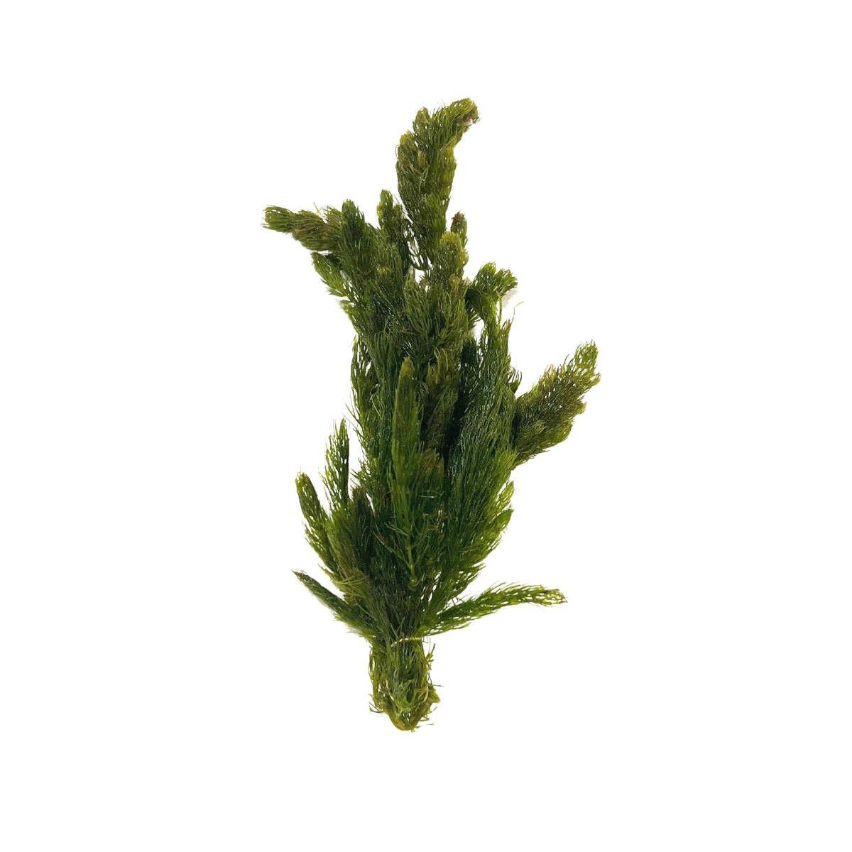 Hornwort Bunch Plant: Bunch