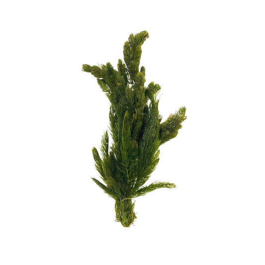 Hornwort Bunch Plant: Bunch