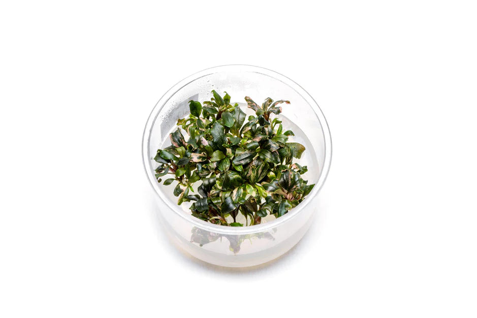 Bucephalandra Lamandau Purple Tissue Culture