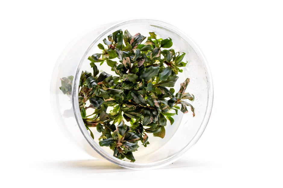 Bucephalandra Lamandau Purple Tissue Culture