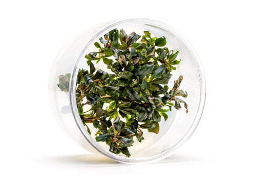 Bucephalandra Lamandau Purple Tissue Culture