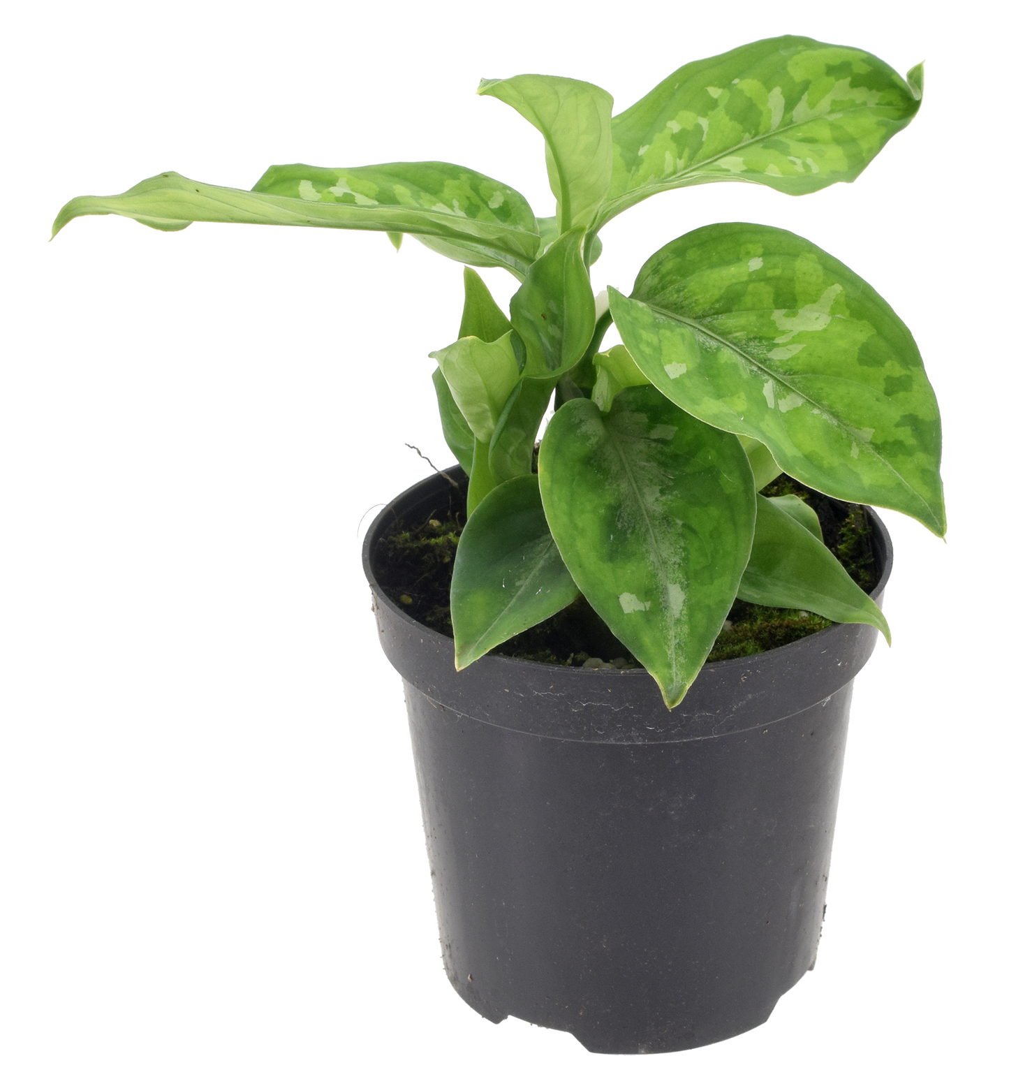 Aglaonema Pictum Green Tri Color 4 inch Grower Pot