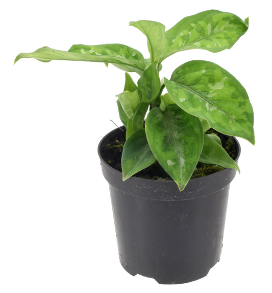 Aglaonema Pictum Green Tri Color 4 inch Grower Pot